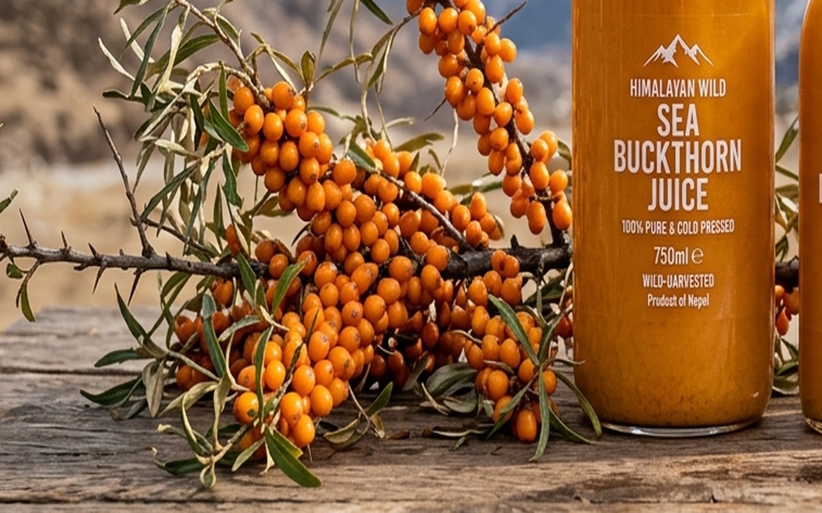 Fresh organic Sea Buckthorn berry cluster angle