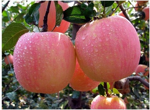 Kashmiri Apple